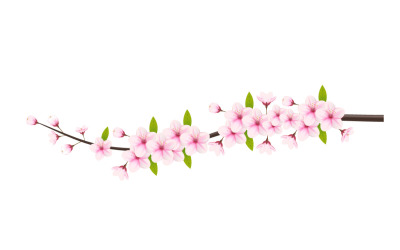 Branche de fleur de cerisier avec fleur de sakura. vecteur de fleur de cerisier. bourgeons de cerise. fleur de cerisier