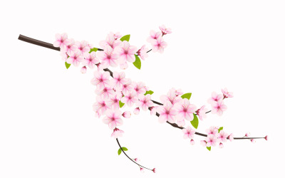 Kirschblüte und Sakura-Blume. Kirschblütenvektor. Kirschknospe. Rosa Sakura-Blume