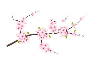 Körsbärsblomgren med sakura blomma. körsbär vektor. körsbärsknopp. Rosa sakura blomma
