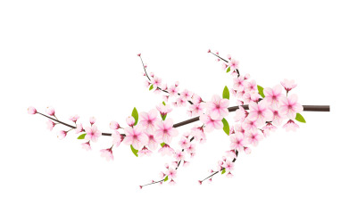 Körsbärsblomning med sakura blomma. körsbärsblom vektor. körsbärsknopp. Rosa sakura flowe
