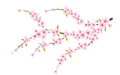 Sakura çiçeği ile kiraz çiçeği dalı. kiraz çiçeği vektörü, pembe sakura çiçeği