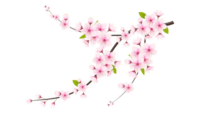 Ветка сакуры с цветком сакуры. вектор вишневого цвета. бутон вишни. цветок сакуры