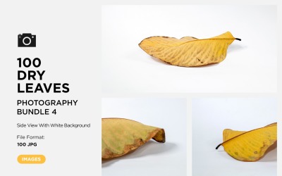 100 Side View Dead Dry leaf isolated on White background autumn leaves Set 04