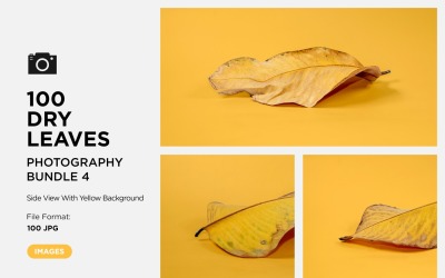 100 Side View Dead Dry leaf isolated on Yellow background autumn leaves Set 04