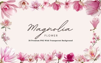 38 Magnolia Flower PNG Clipart