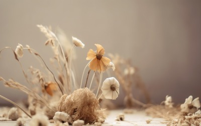 Dried Flowers Still Life White Flora 28