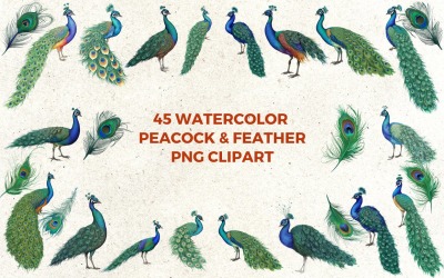 Watercolor Peacock &amp;amp; Feather Clipart