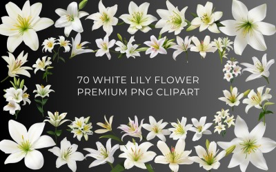 70 White Lily Flower PNG Clipart