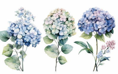 Akvarell blombuketter, illustration bakgrund 354