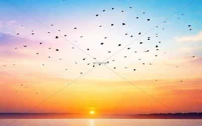 Abstrakt vacker fridfull sommarhimmel bakgrund soluppgång ny dag och flygande flock fåglar 02
