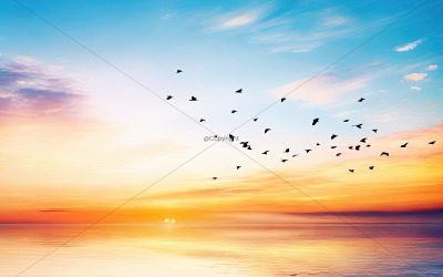 抽象美丽宁静的夏日天空背景日出新的一天和飞翔的鸟群 04