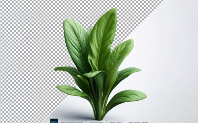 sorrel Färsk grönsak Transparent bakgrund 01
