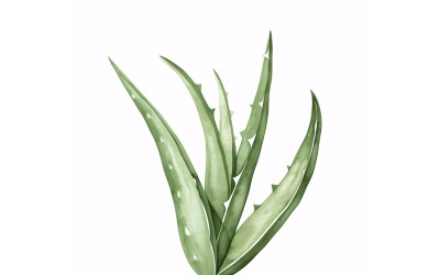 Aloe Vera Yaprakları Suluboya Tarzı Resim 3