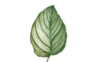 Calathea Yaprakları Suluboya Tarzı Resim 1