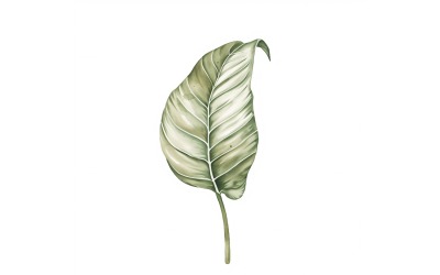 Pintura estilo aquarela de folhas da paz 3