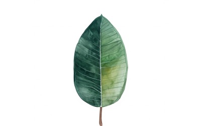 Rubber Leaves Watercolour Style Painting 3