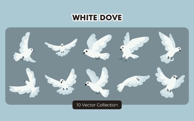 Beyaz Güvercin Vektör Set Koleksiyonu