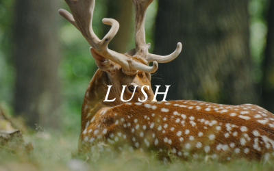 Velvet Green / Розслаблюючий LoFi