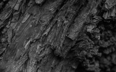 Hardhout boom textuur close-up achtergronden