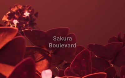 Şehir Popu Sakura Bulvarı Çiçeği Esintisi / Şehir Popu