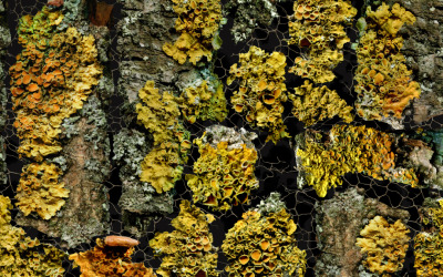 Natural Backgrounds Vol.3