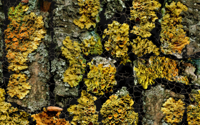 Naturliga bakgrunder Vol.3