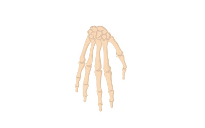 Contenido médico de los huesos de la mano humana