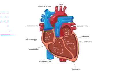Contenuti medici sulla circolazione sanguigna del cuore