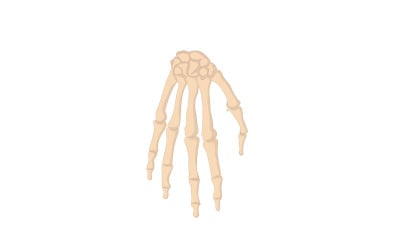Contenuto medico delle ossa della mano umana