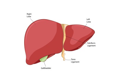 Anatomia del fegato Vettore Contenuto medico