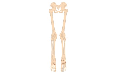 Anatomia delle ossa della gamba Vettore Contenuto medico