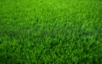 fresh green grass for football sport football
