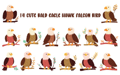 14 Carino Falco Aquila Calva Uccello