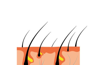 Piece of human skin and all structure of hair
