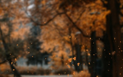Sweet Light / Autumn Tint