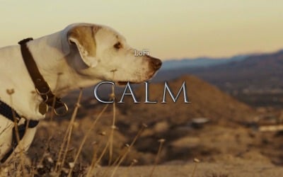 Smooth Calm / LoFi Calm Original Soundtrack