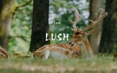 Verdant Sound / LoFi Lush