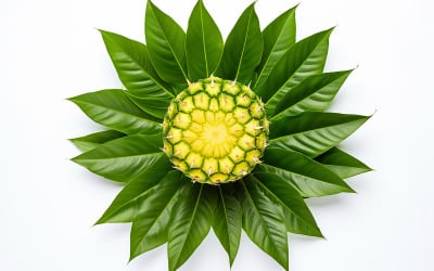 pineapple slices isolated on white background