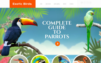 Modelo de site responsivo de pássaros