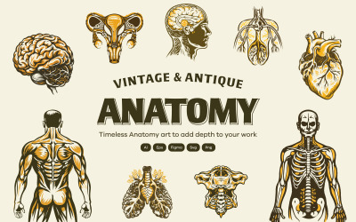 Vintage en antieke anatomie-illustraties