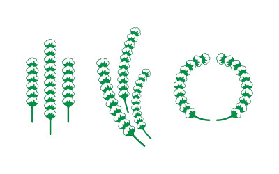 Cotton flower vector icon template symbol nature