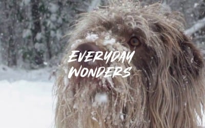 Wonders Are In Plain Sight / Everyday Wonders