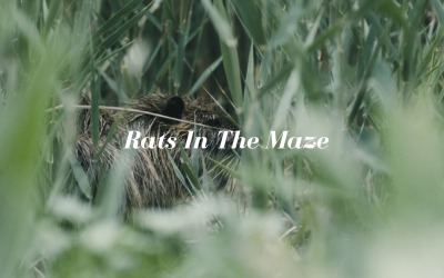 Escape Feels Impossible / Rats In The Maze