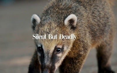 Silence Is The Ultimate Weapon / Silent But Deadly