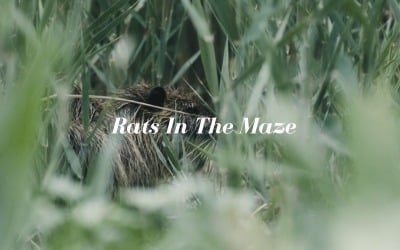 We Run We Fall / Rats In The Maze