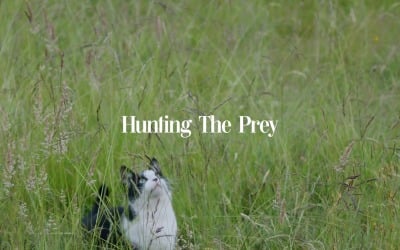 Eyes On The Target / Hunting The Prey