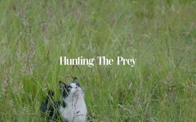 The Chase Never Ends / Hunting The Prey
