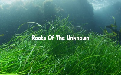 Unknown Forces Move Us / Roots Of The Unknown