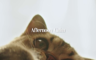 Shake Off Stress / Afternoon Calm