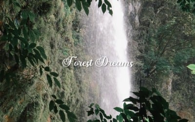 In Every Leaf A Dream / Forest Dreams